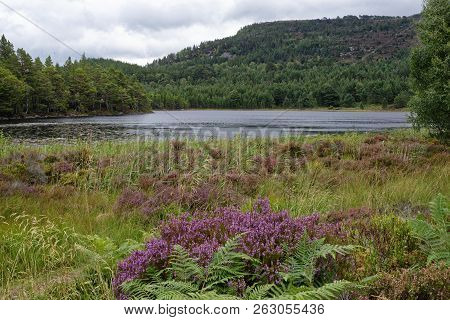 Loch Gamhna & Creag Chait, Rothiemurchus Forest, Speyside, Scotland