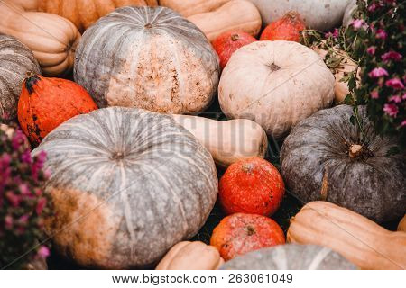 Autumn Harvesting Pumpkins On Farm Bioproducts Patch.