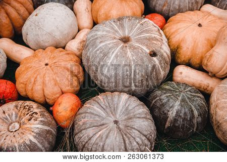 Autumn Harvesting Pumpkins On Farm Bioproducts Patch.