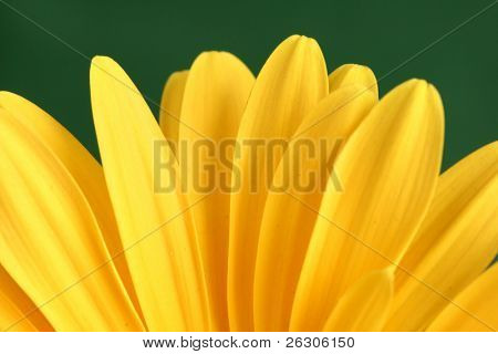 flor de cerca
