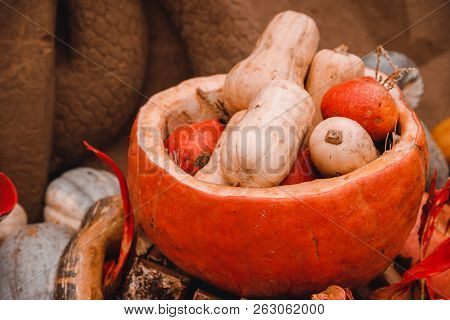 Autumn Harvesting Pumpkins On Farm Bioproducts Patch.