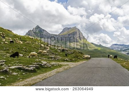 Beautiful Landscape In Montenegro With Fresh Grass And Beautiful Peaks. Durmitor National Park In Mo