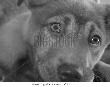 犬のクローズ アップ