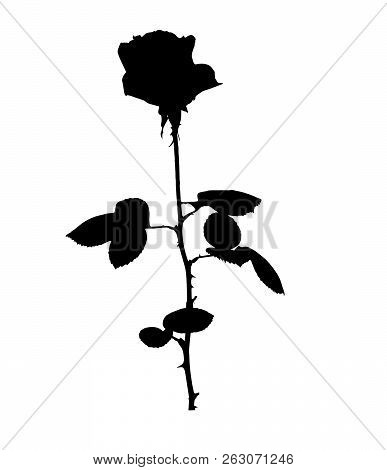 Beautiful Silane White And Black Roses. Isolated On White Background. Vector Illustration