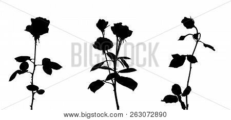 Set Of Beautiful Silane White And Black Roses. Isolated On White Background. Vector Illustration