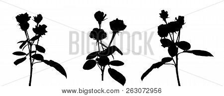 Set Of Beautiful Silane White And Black Roses. Isolated On White Background. Vector Illustration