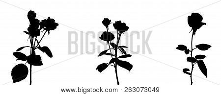 Set Of Beautiful Silane White And Black Roses. Isolated On White Background. Vector Illustration