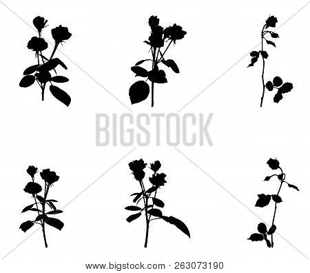 Set Of Beautiful Silane White And Black Roses. Isolated On White Background. Vector Illustration