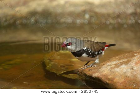 เพชร Firetail