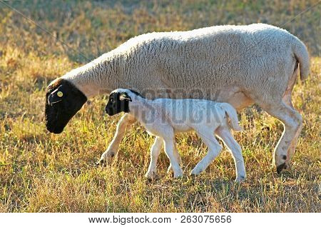 Sheep With Black Head And A Lamb At Its Side On A Pasture