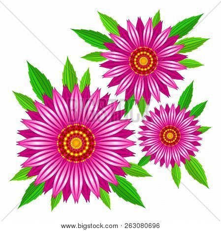 Echinacea Purpurea Vector Flowers. Vector Illustration Of Echinacea Purpurea Blooming Flowers With G