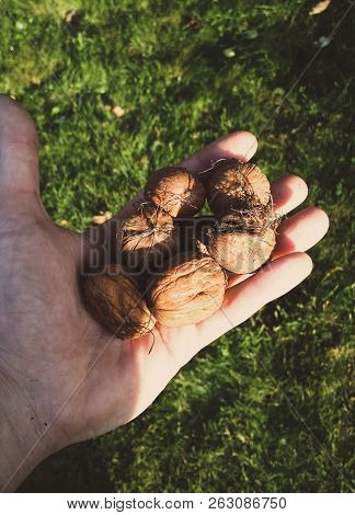 Walnuts In Hand In The Autumn Afternoon