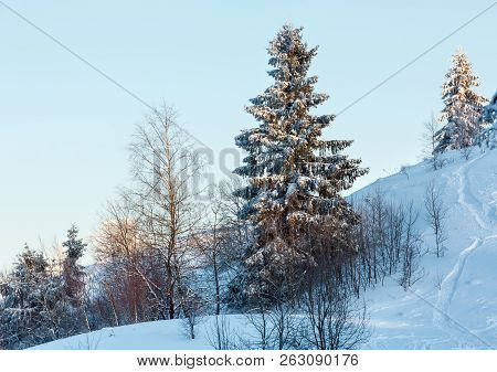 Early Morning Winter Calm Mountain Landscape With Beautiful Frosting Trees In Mountains Shadows And 