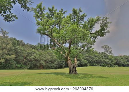 A Big Treee At The Gold Club