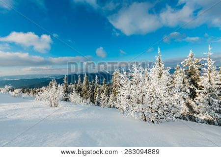 Winter Calm Mountain Landscape With Beautiful Frosting Trees And Snowdrifts On Slope (carpathian Mou