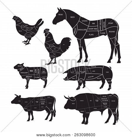 Monochrome Diagram Guide For Cutting Meat. Animal Silhouettes With Cut Lines. Beef, Horse Meat, Lamb