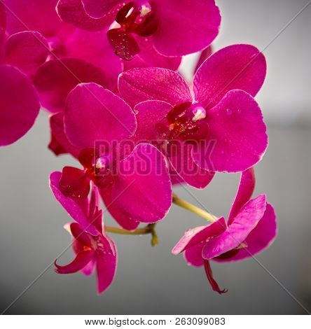 Pink Orchid Flowers Isolated On Gray Blur Background.
