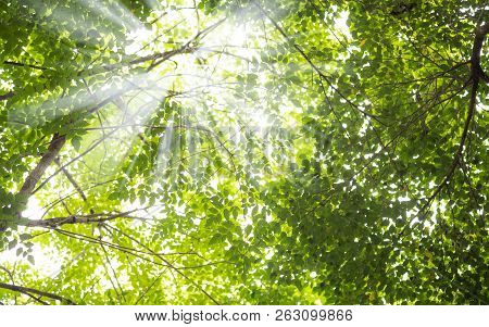 Trees In Forest . Nature Green Wood Sunlight Backgrounds