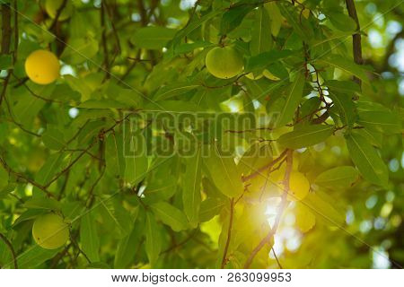 Green Leaves And  Trees With Diospyros Decandra Yellow Fruit In Forest . Nature Green Wood Sunlight