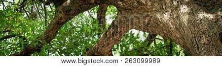 Horizontal Banners Of Diospyros Decandra Trees In Forest . Nature Green Wood Sunlight Backgrounds