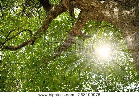 Diospyros Decandra Trees In Forest . Nature Green Wood Sunlight Backgrounds