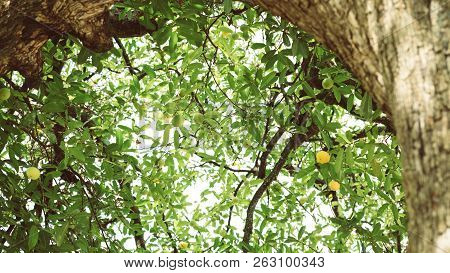 Diospyros Decandra Trees In Forest . Nature Green Wood Sunlight Backgrounds