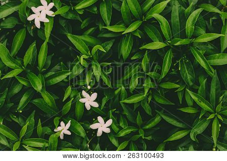 Nature Dark Green Background.