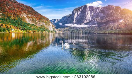 Sunny Morning On The Lake Altausseer See. Sunny Autumn Scene With Swan In The Morning. Location: Res