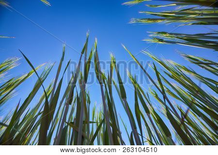 Green Wheat Field With Blue Sky In Background. Close Up Of Ripe Wheat Ears