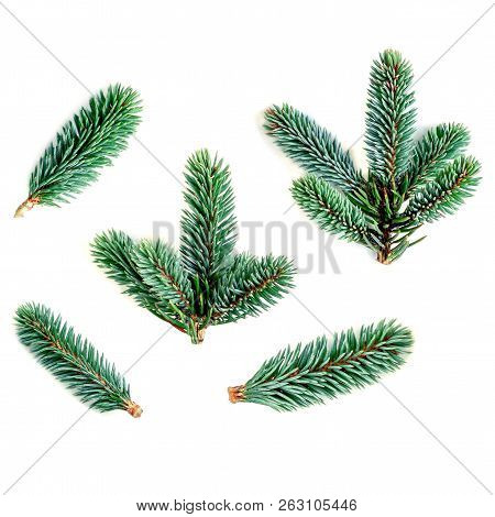 Collection Of  Fir Branches Isolated On White Background. Pine Branch, Christmas Confier Tree.  Clos