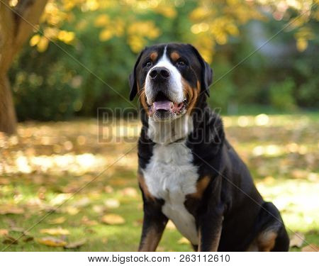 Greater Swiss Mountain Dog In The Garden.