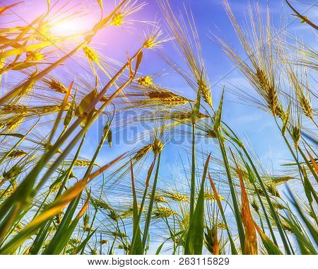 Green Wheat Field With Blue Sky In Background. Close Up Of Ripe Wheat Ears