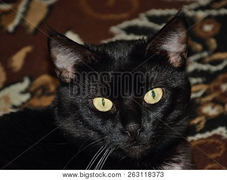 Chomutov, Czech Republic - September 30, 2018: Black Cat Violka On Floor In Living Room
