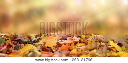 Withered Autumn Leaves Fly In Fall Forest
