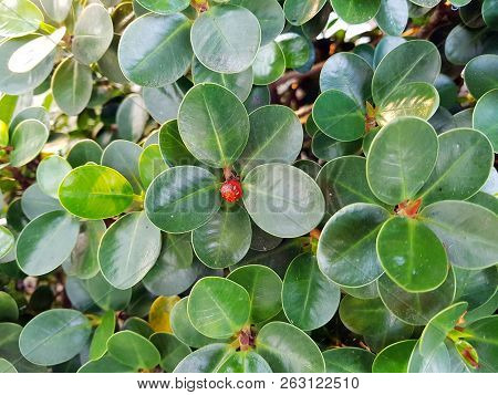 Green Leaves Background Of Ficus Annulata Or Banyan Tree.