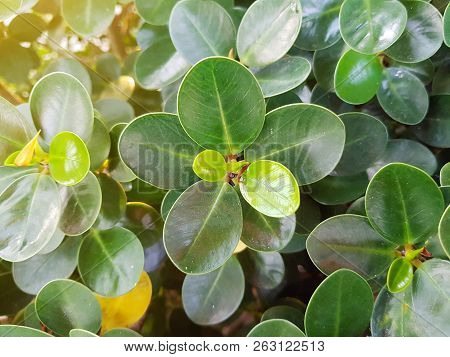 Green Leaves Background Of Ficus Annulata Or Banyan Tree.