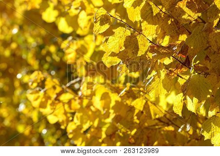 Beautiful Colorful Leaves In Autumn Forest. Red, Orange, Yellow, Green And Brown Autumn Leaves. Haze