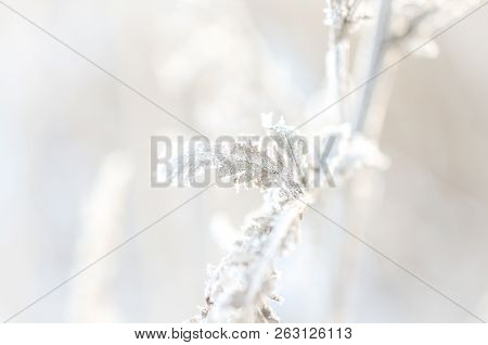 Frost On Branch Of Plants At Sunny Winterday