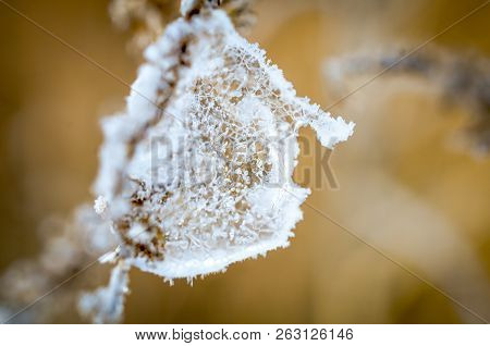 Frost On Branch Of Plants At Sunny Winterday
