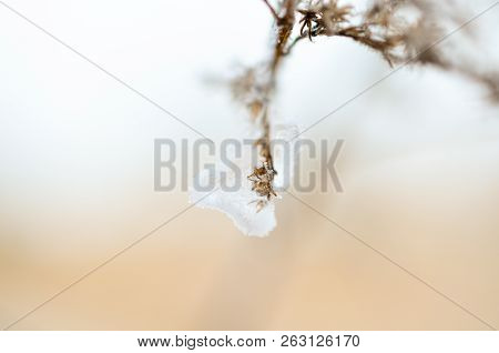 Frost On Branch Of Plants At Sunny Winterday