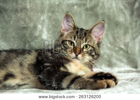 Unbreed Kitten Lying On A Gray Rug, Looking At The Camera, In The Background A Light Gray Tint, Anim