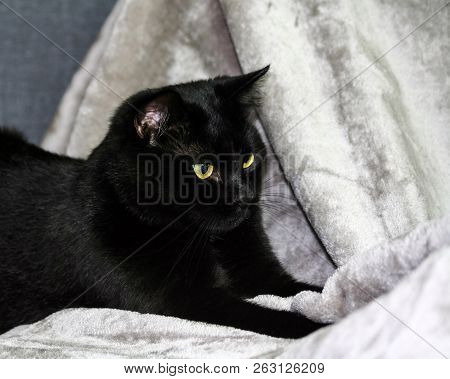 Unbred Black Cat Lying On A Gray Rug, Looking To The Side, In The Background A Light Gray And Blue T