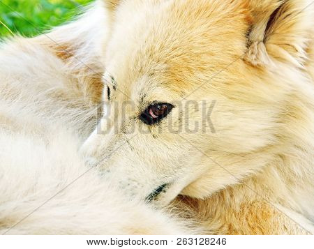 Laika Dog. Portrait Close Up. Husky Curled Up