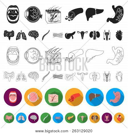 Internal Organs Of A Human Flat Icons In Set Collection For Design. Anatomy And Medicine Vector Symb