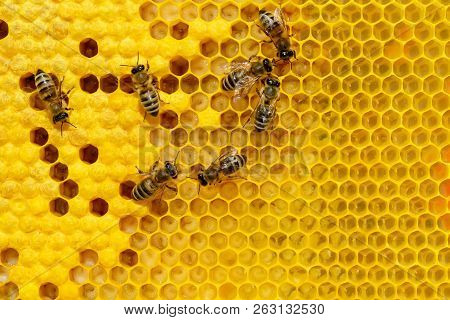 Bees On A Cell With Larvae. Bees Broods.