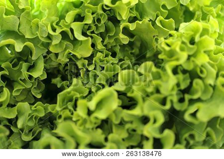 Fresh Green Lettuce Background.blurred, Clipped. The Concept Of Health And Nutrition.