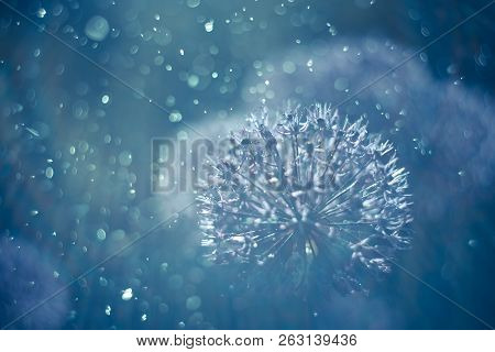Abstract Blue Background. Beautiful Flowers. Toned Image