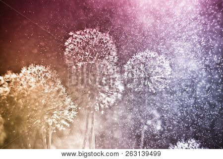 Abctract Floral Background. Purple Alium Onion Flower.