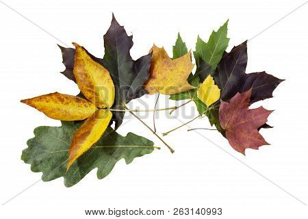 Brite Color Autumn Leaves On White Background