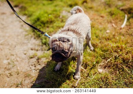 Master Walking Pug Dog On Leash By River. Puppy Shaking Off Water